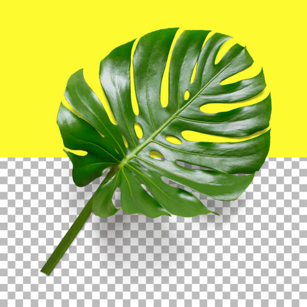 istock Isolated closeup view of Monstera leaf 1582268140
