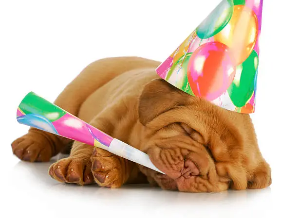 birthday puppy - dogue de bordeaux puppy wearing hat and blowing on horn isolated on white background