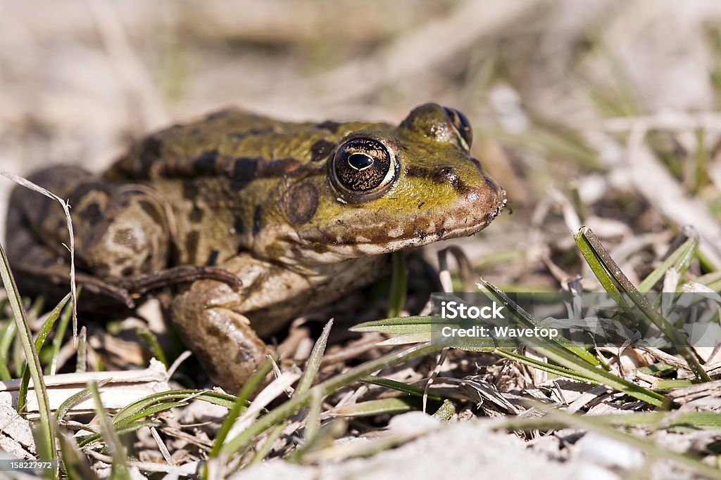 żaba - Zbiór zdjęć royalty-free (Biologia - Nauka)