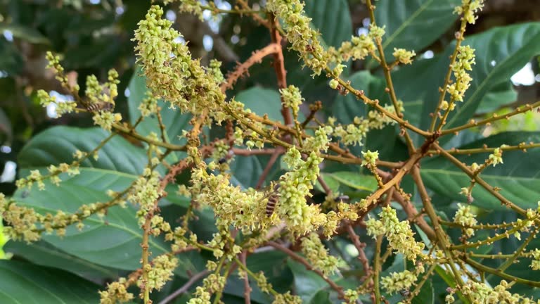 Buds of rambutan flower on tree in tropical garden