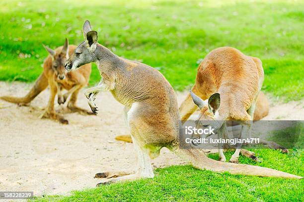 Tre Kangaroos - Fotografie stock e altre immagini di Animale - Animale, Canguro, Capelli grigi