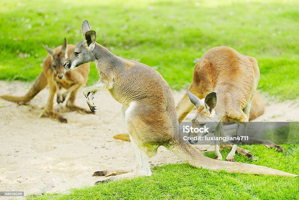 Trzy kangaroos - Zbiór zdjęć royalty-free (Fotografika)