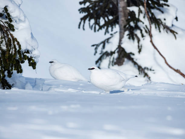 istock rock ptarmigan male winter plumage 1582283309
