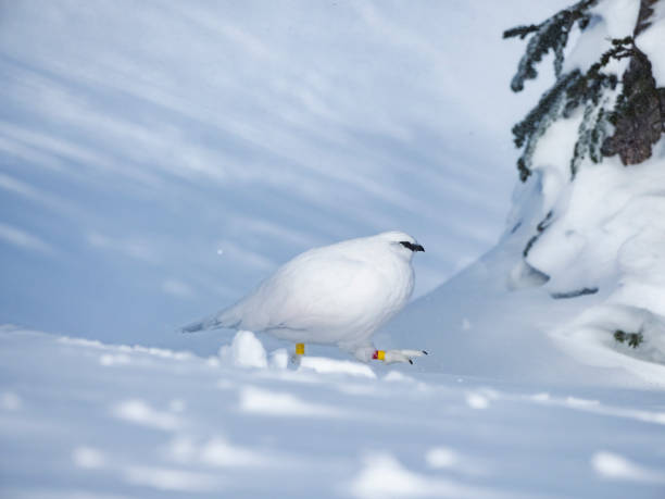 istock rock ptarmigan male winter plumage 1582283314