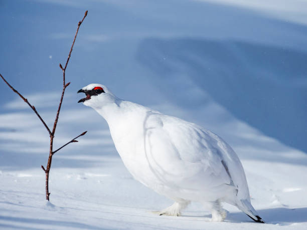 istock rock ptarmigan male winter plumage 1582283835