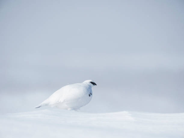 istock rock ptarmigan male winter plumage 1582283843