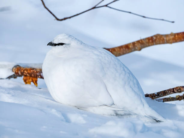 istock rock ptarmigan male winter plumage 1582283848
