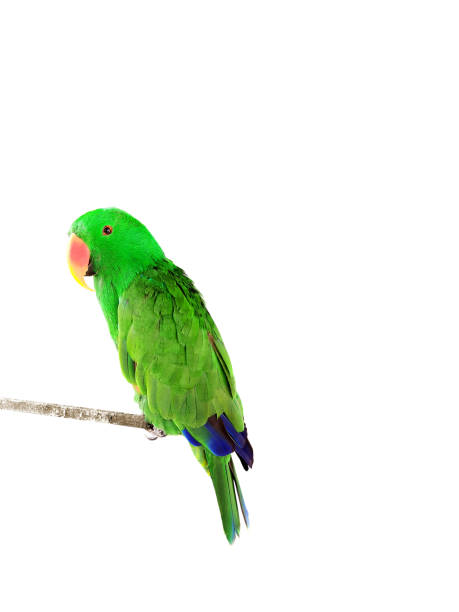 istock Beautiful green Electus parrot isolated on white 1582284376