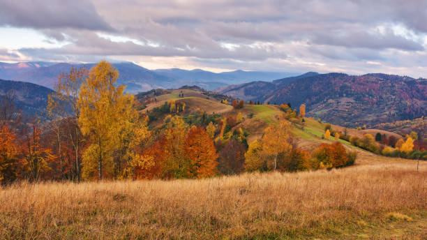istock trees in colorful foliage on the grassy hill 1582292555