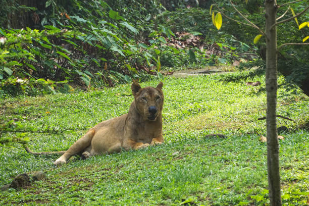 istock A lioness sitting on a sloping and grassy ground 1582299482