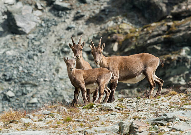 Capra ibex family looking to the camera