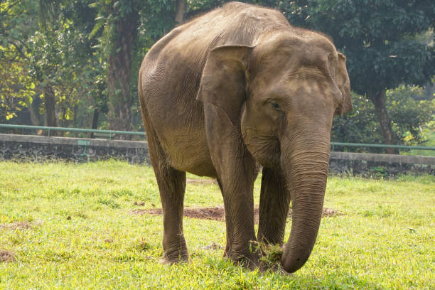 istock an elephant who is in a demonstration cage and standing on green grass 1582304309