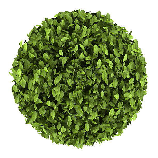 istock top view of decorative round plant isolated on white background 158230554
