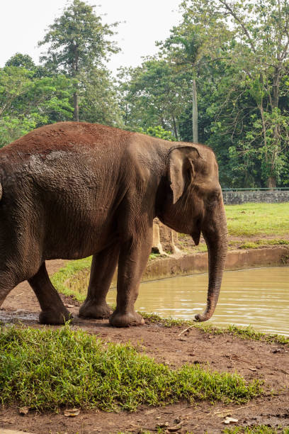 istock an elephant standing beside a pool of water 1582306047
