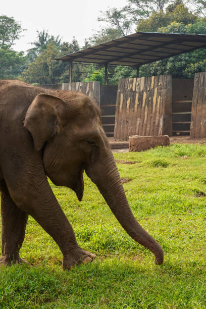istock an elephant standing on green grass and walking 1582306633