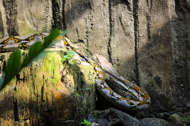 an adult python basking in the morning and climbing a wall