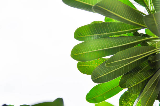 istock pagoda tree or frangipani or temple tree and sky 1582309339