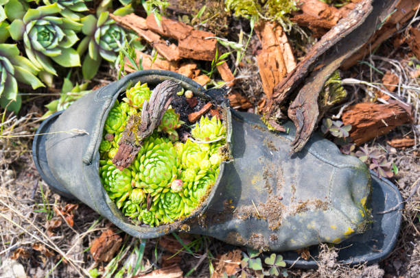 old shoe as flower pot - round toe shoes imagens e fotografias de stock
