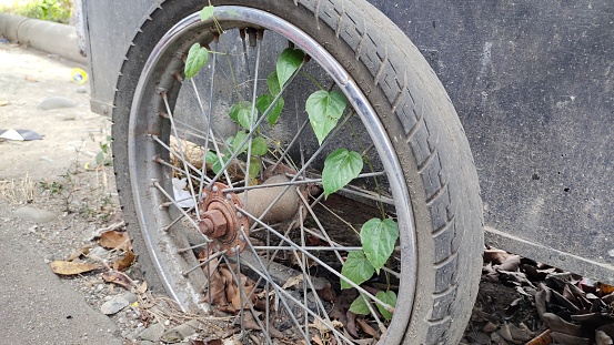 old wheels overgrown with wild plants