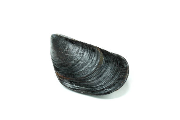 istock Fresh mussel seafood isolated on white background 1582321763