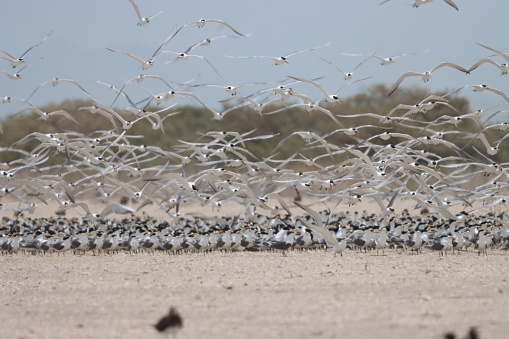 Exclusive visit to Mursays birds reserve in Masirah island in Sultanate of Oman