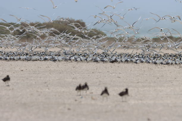 istock birds of Masirah Island 1582323845
