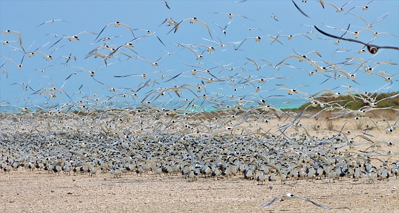 Exclusive visit to Mursays birds reserve in Masirah island in Sultanate of Oman