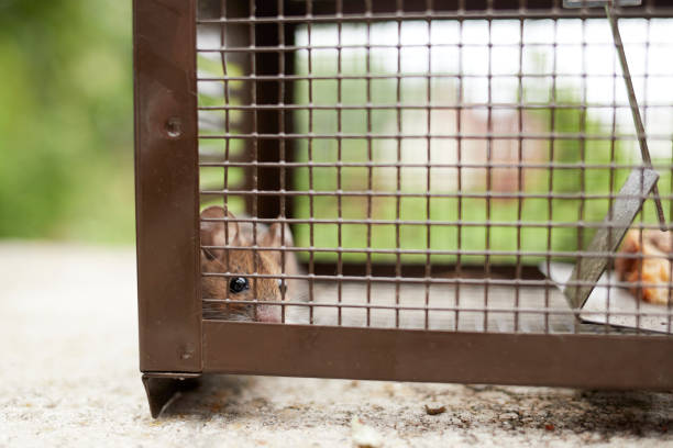 istock mus musculus, mouse in a life trap behind the grid 1582325459