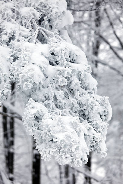 Winter landscape stock photo