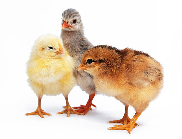 istock two chickens and guinea fowl 158232855