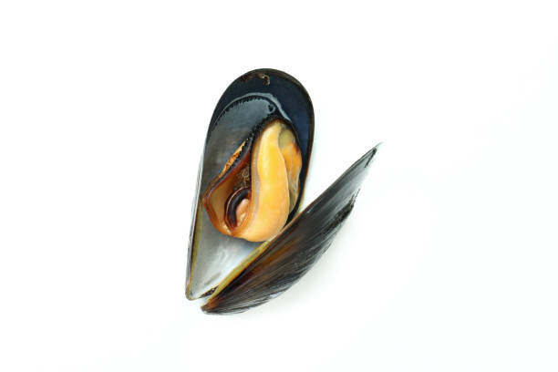 istock Fresh mussel seafood isolated on white background 1582330876