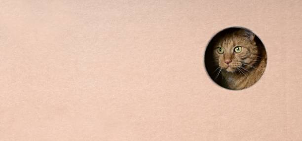 istock Cute red cat looking curious out of a hole in a cardboard box. Panoramic image with copy space. 1582340001