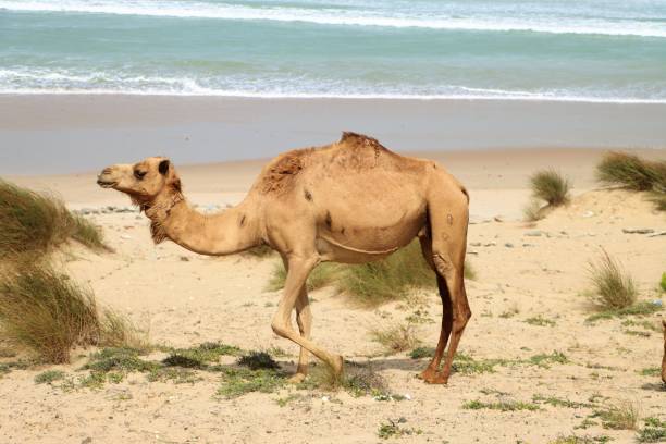 istock Camels on Asylah in Oman 1582344420