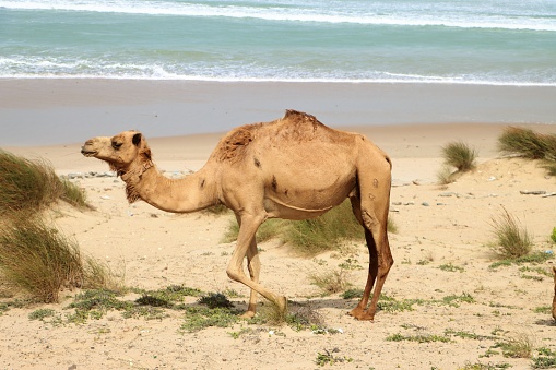Camels on the Red Sea beach in Marsa Alam, Egypt