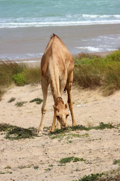 istock Camels on Asylah in Oman 1582344427