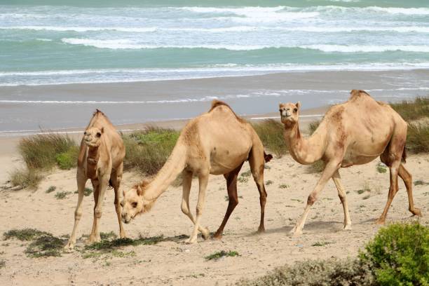 istock Camels on Asylah in Oman 1582344443