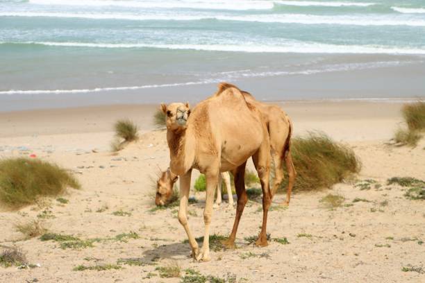 istock Camels on Asylah in Oman 1582344968