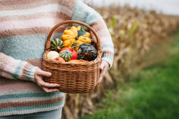 istock Female farmer holding decorative pumpkins in wicker basket 1582350516