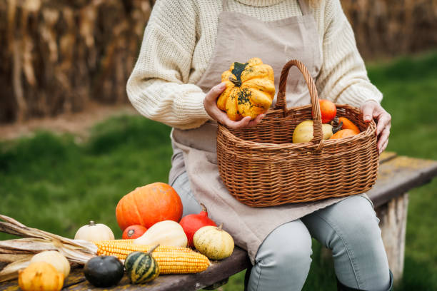 istock Female farmer holding decorative pumpkins in wicker basket 1582350898