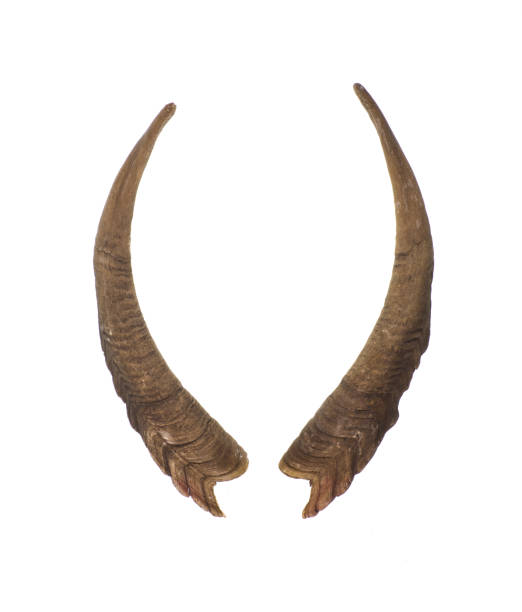 istock goat horns isolated on white background 1582369676