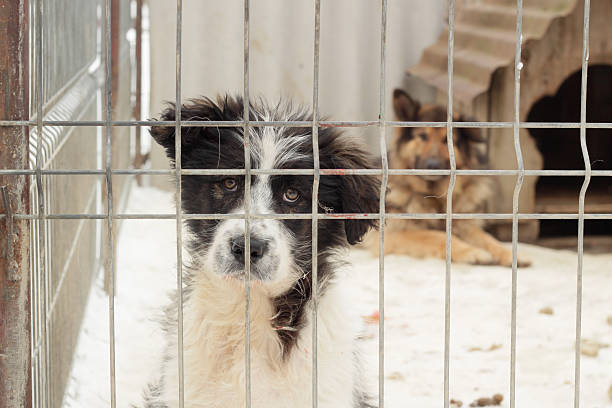 dogs in captivity Young dog with sad eyes behind grates in animal shelter, older dog visible in the back sad dog shelter stock pictures, royalty-free photos & images