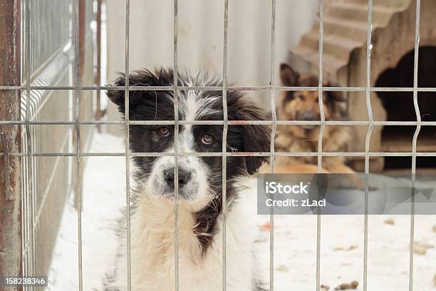 Dogs In Captivity Stock Photo - Download Image Now - Dog, Snow, Sadness