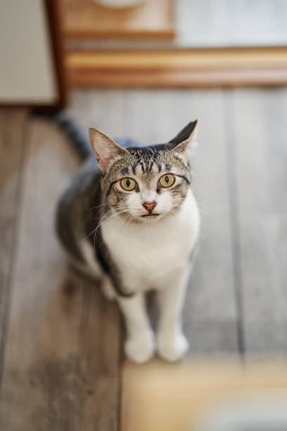 istock Pheasant-white patterned cat sits in the dining room and looks at the camera 1582383582
