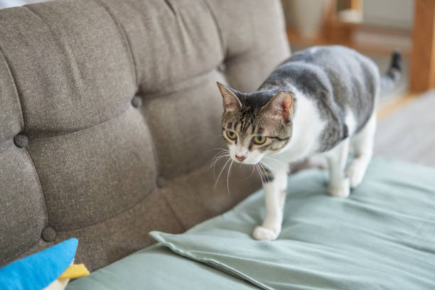 istock Pheasant-white patterned cat spends time relaxing in the living room. 1582384075