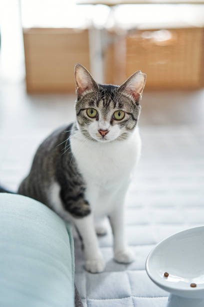 istock Pheasant-white patterned cat spends time relaxing in the living room. 1582384179