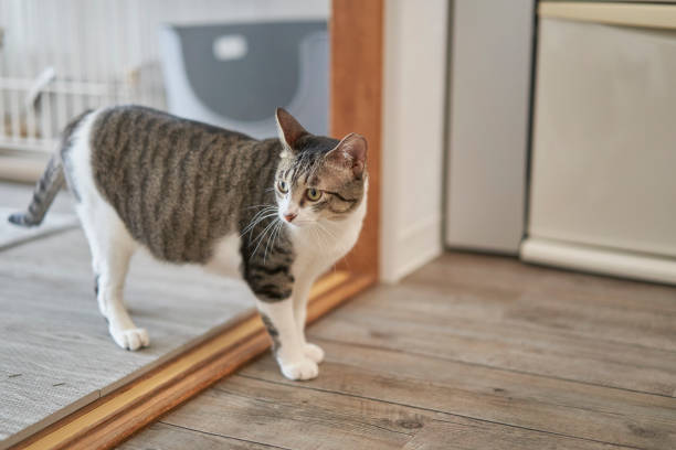 Pheasant-white patterned cat spends time relaxing in the living room.