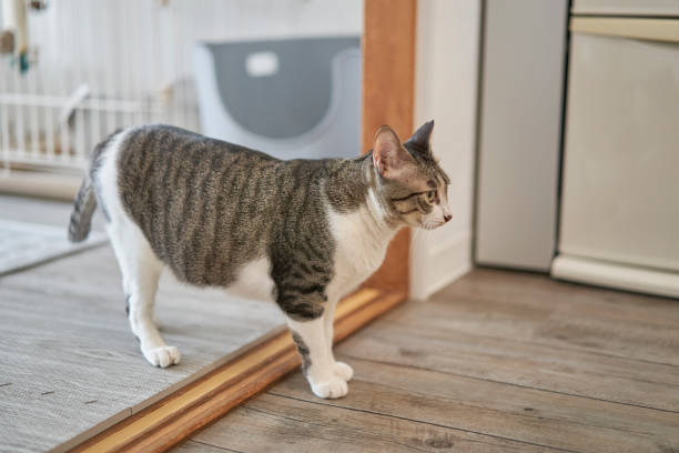 istock Pheasant-white patterned cat spends time relaxing in the living room. 1582384801