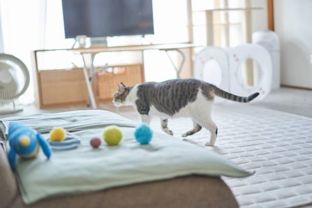 Pheasant-white patterned cat.Cat is a Japanese shelter cat, left ear tip cut off.In Japan, we call them [Sakura Neko].