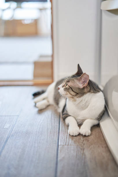 istock Pheasant-white pattern cat lying in front of the refrigerator in the dining room 1582384950