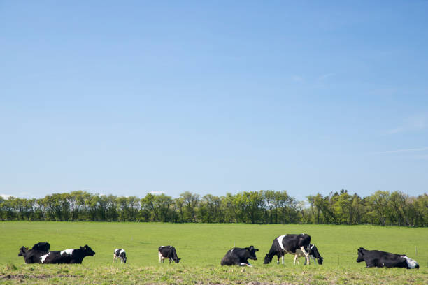 field with dairy cattle grazing in the field